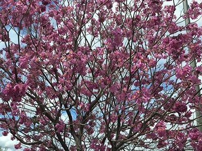 とあるスターバックスに桜のような木が植えられており綺麗でした。