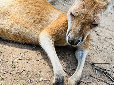 カンガルーもたくさんいて、餌をあげたり、触ったりすることができました。