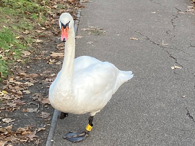 通学途中の道にいつもいる鳥達(可愛いけど手を出したら危険)